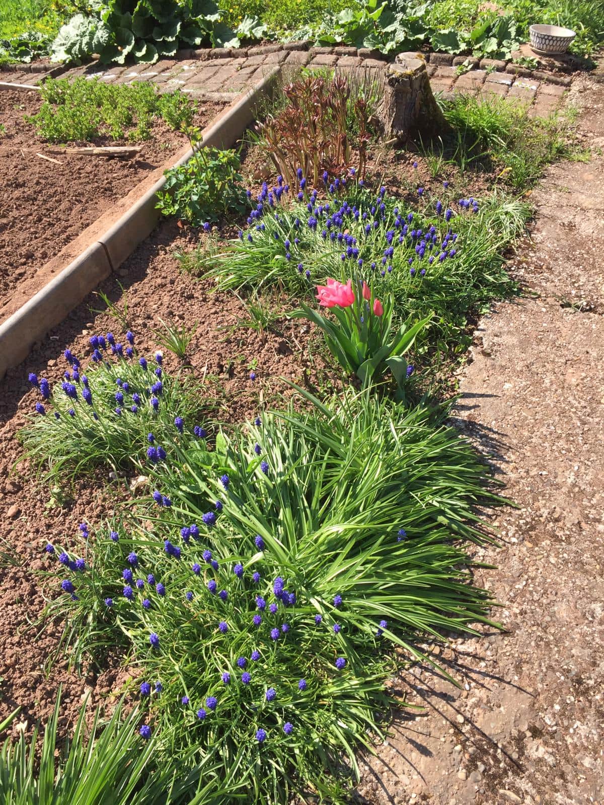 Garten mit Narzissen vor der Residenz