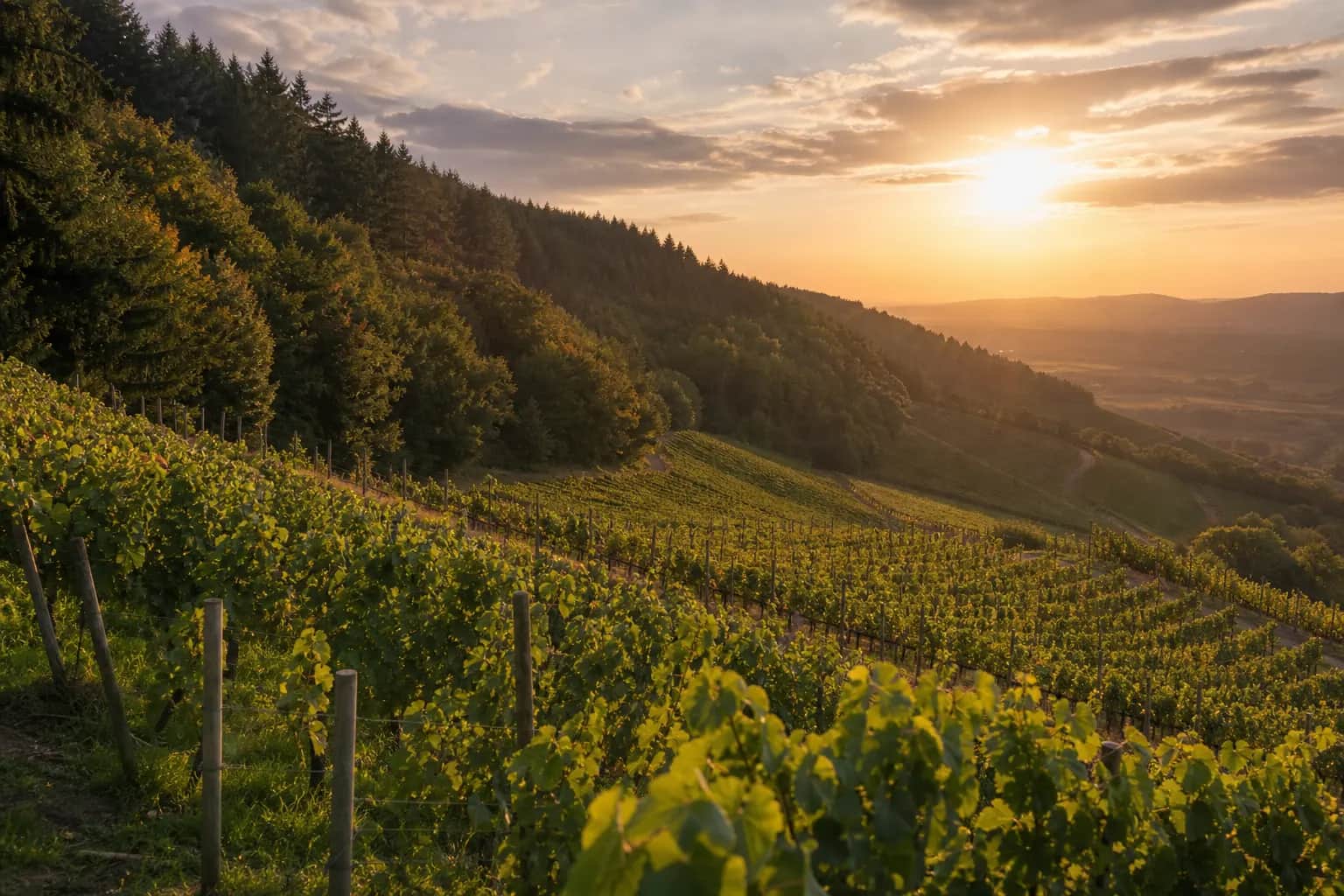 Weinberge der Pfalz im Abendlicht