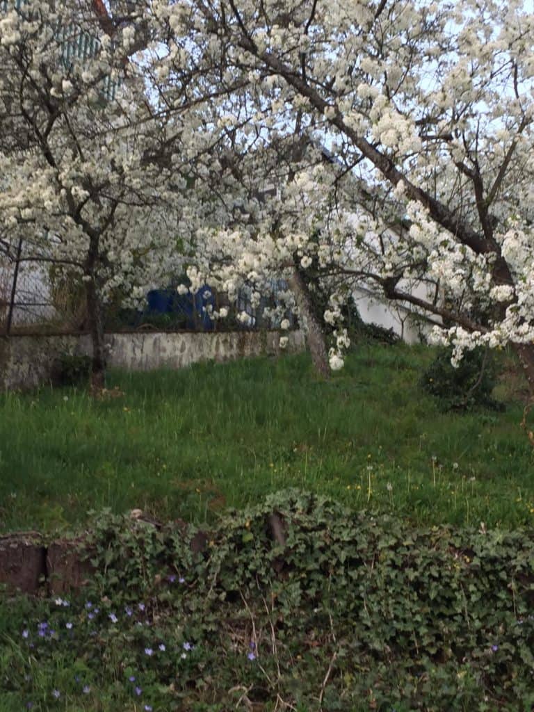 Wohnbereich Kirschblüte