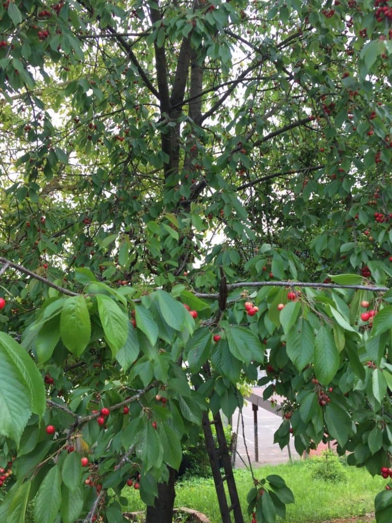 Wohnung Kirschblüte