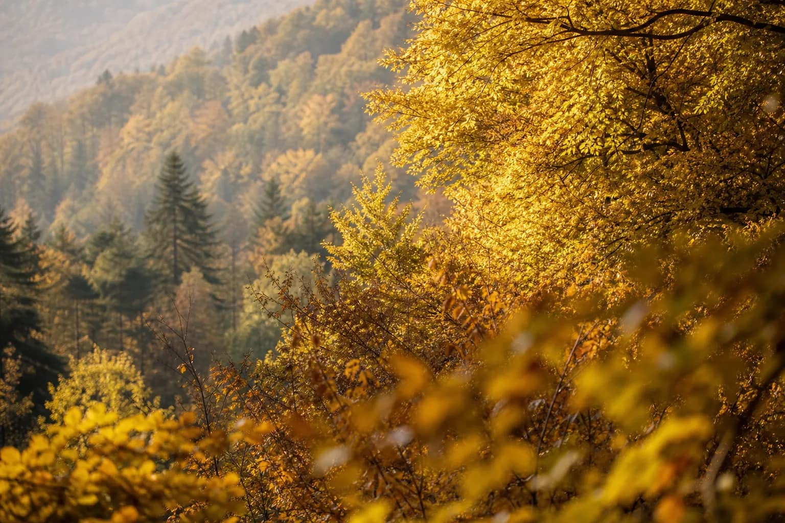 Goldener Herbstwald im Pfälzerwald